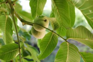 Sering Makan Buahnya, Ternyata Air Rebusan Daun Jambu Punya 4 Manfaat untuk Kulit