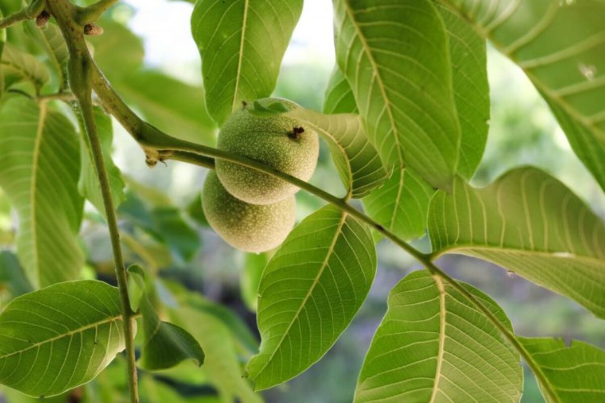 Sering Makan Buahnya, Ternyata Air Rebusan Daun Jambu Punya 4 Manfaat Untuk Kulit