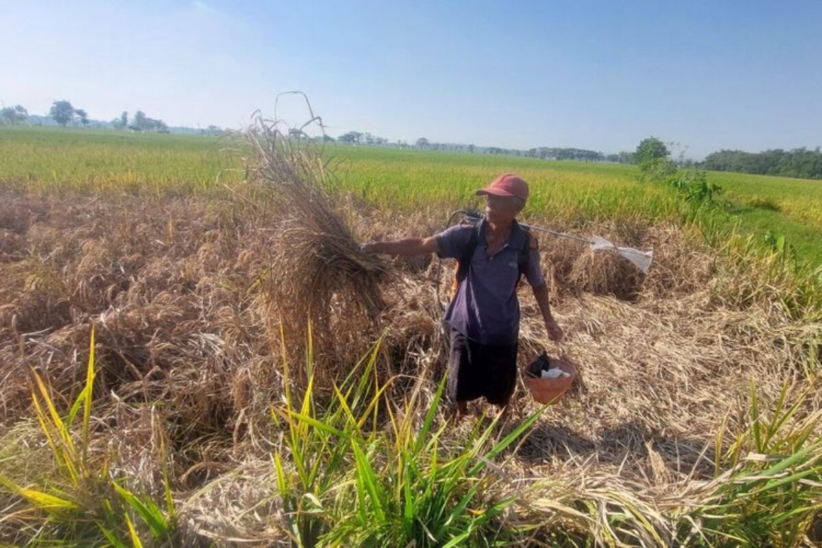 Petani Diminta Tak Ugal Ugalan Pakai Pupuk Kimia Usai Diskon 20 Persen, Rusak Kesuburan Tanah