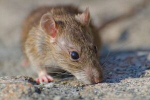 Mengenal Hantavirus yang Menginfeksi Penumpang Kapal Pesiar MV Hondius