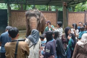 Pemkot Bandung Perpanjang Masa Transisi Bandung Zoo, Seleksi Pengelola Baru Dilanjutkan