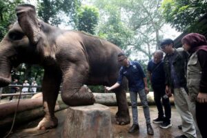 Karyawan Bandung Zoo Tolak Rencana Pemindahan Satwa