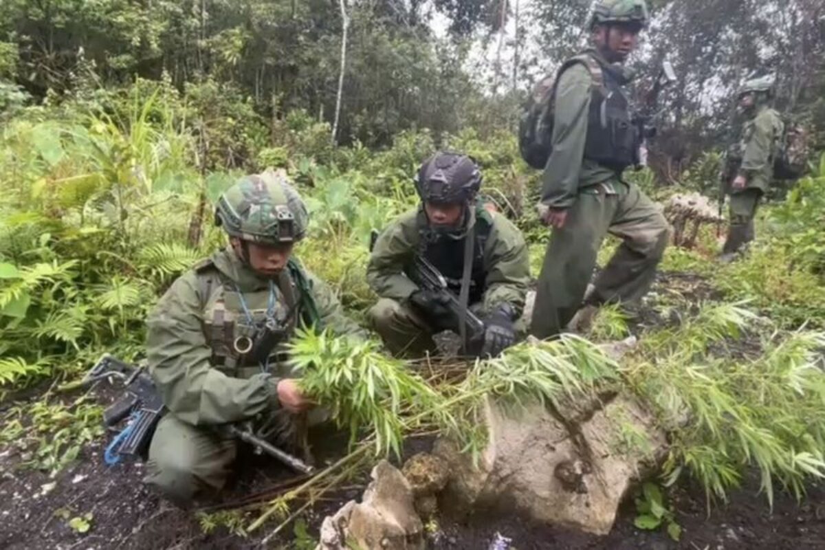 Tni Temukan 216 Batang Ganja Di Pegunungan Bintang, Diduga Milik Kkb Papua