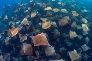 Bukan dari Makanan, Mikroplastik Ternyata Sudah Ada di Tubuh Ikan Sejak Lahir
