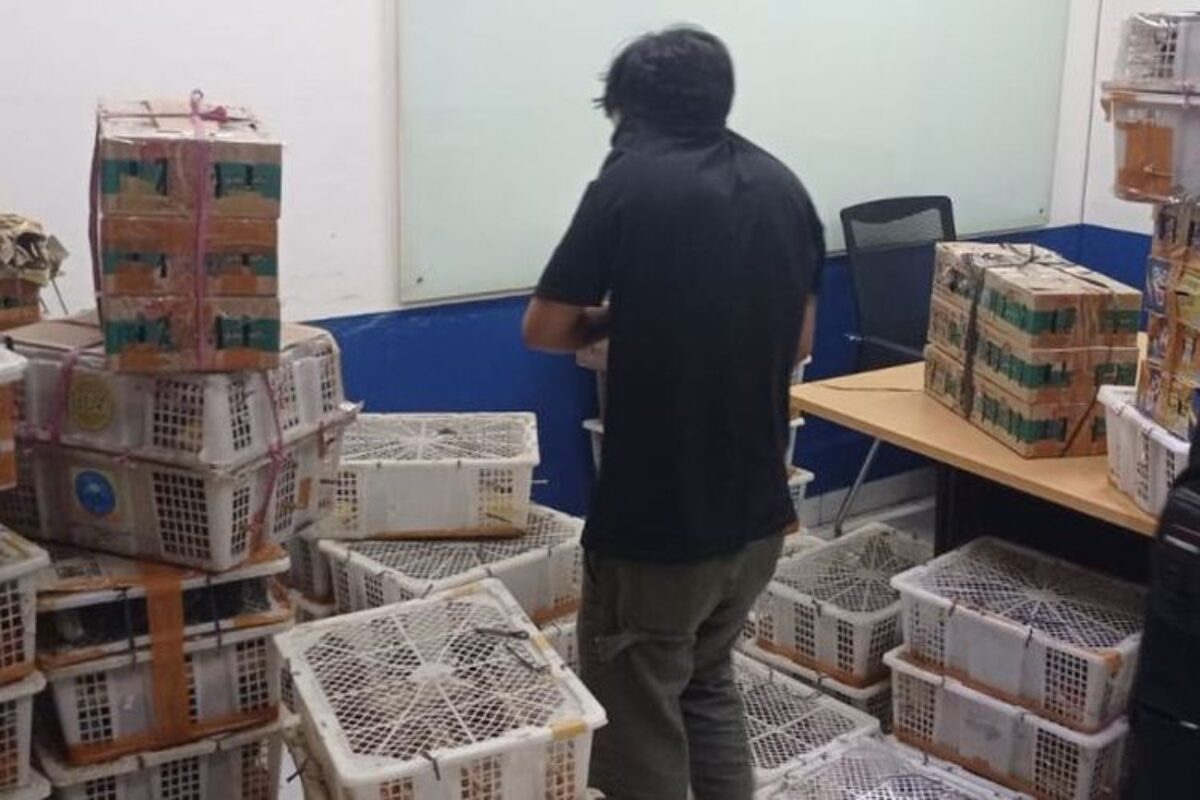 Disembunyikan Di Toilet Bus, Penyelundupan 620 Burung Ilegal Digagalkan Di Bakauheni
