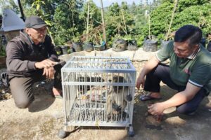 Ramai Kera Ekor Panjang Ngamuk di Permukiman Bandungan Semarang, Cakar dan Gigit Warga