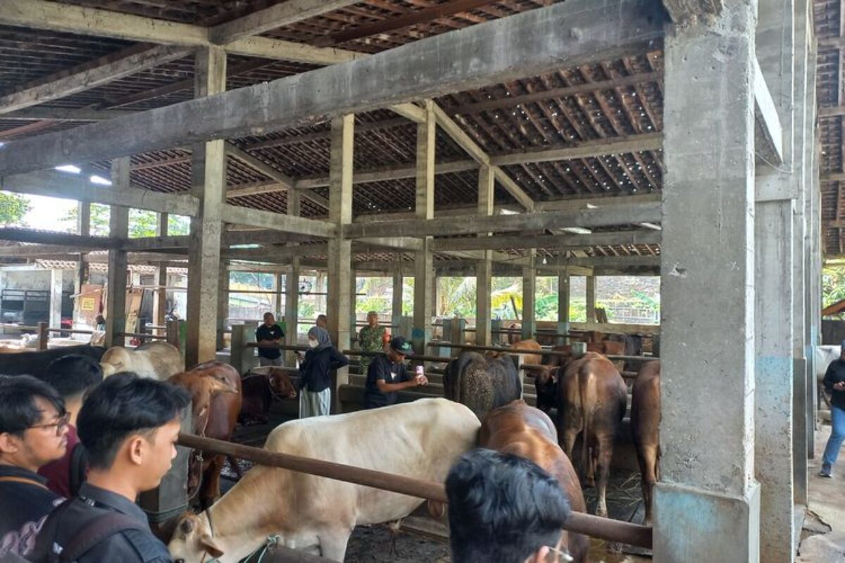 Hewan Kurban Jenis Sapi Di Yogyakarta Diberi Vitamin Rutin Jelang Idul Adha