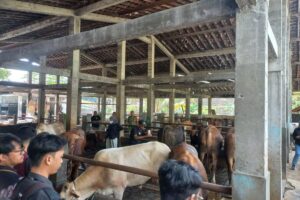 Saat Kota Yogyakarta Harus “Impor” Hewan Kurban untuk Cukupi Kebutuhan Idul Adha