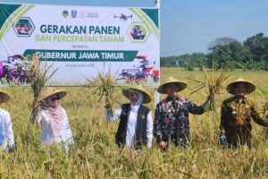 Panen Padi di Madiun, Khofifah Sebut Beras Produk Politik, Harus Aman dan Harga Terjangkau