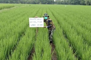 Harga Pupuk Subsidi Turun tapi Tak Banyak Menolong, Petani Jember: Kuotanya Kurang