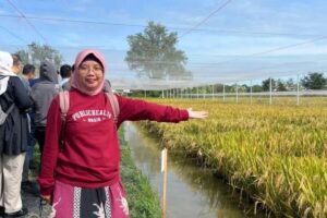 Epidemiolog Unair Sebut Tingkat Kematian Hantavirus 50 Persen, Begini Cara Penularannya