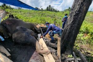 Kematian Gajah dan Harimau di Seblat, Mahasiswa Hukum Unib Desak Penetapan Suaka Margasatwa Penuh
