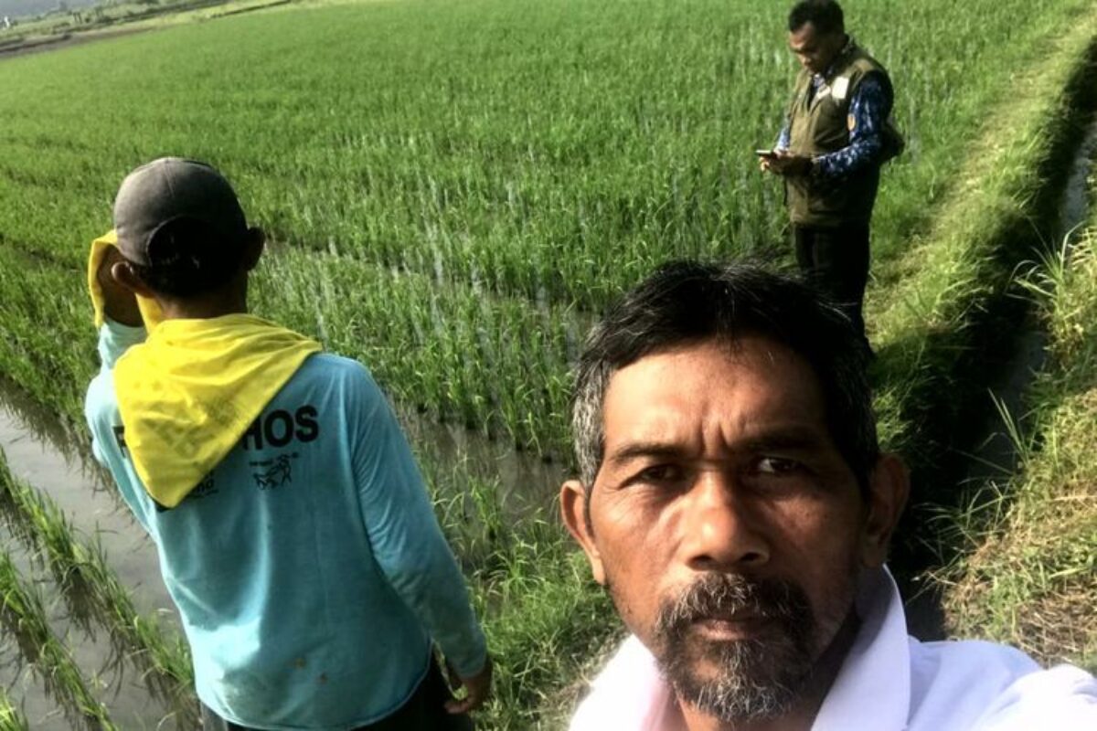 Petani Blitar: Penurunan Harga Pupuk Subsidi Tekan Risiko Kerugian